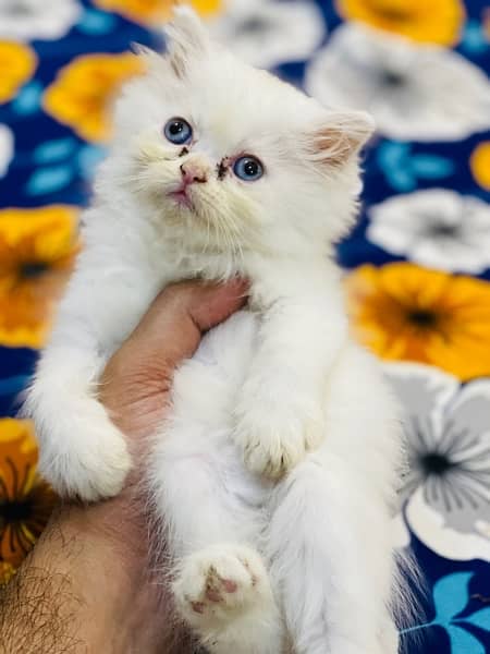 Persian Triple coated kitten Semi punch face Female & Male 1