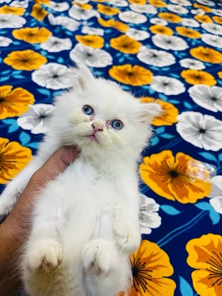 Persian Triple coated kitten Semi punch face Female & Male 2