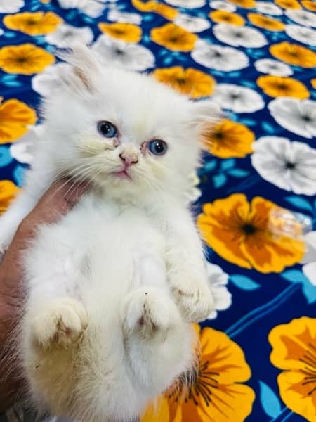 Persian Triple coated kitten Semi punch face Female & Male 3