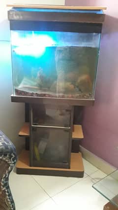 Fish Aquarium