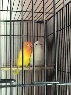 love birds pair sale