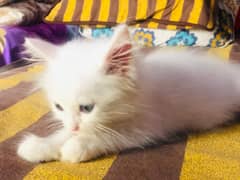 Persian cat for sale age 75 days