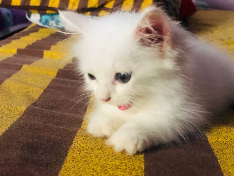 Persian cat for sale age 75 days 1