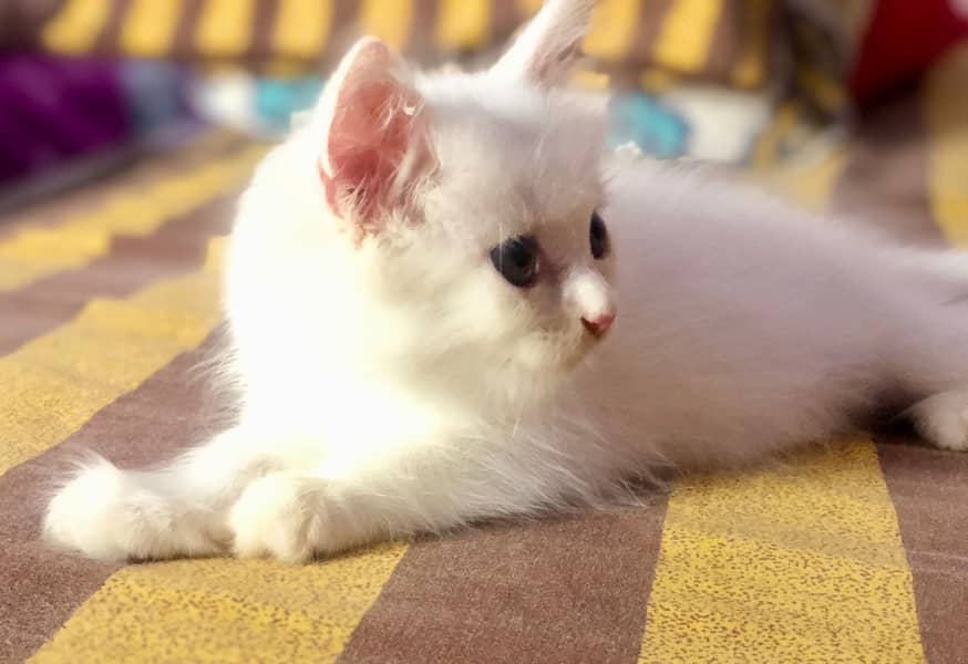 Persian cat for sale age 75 days 2