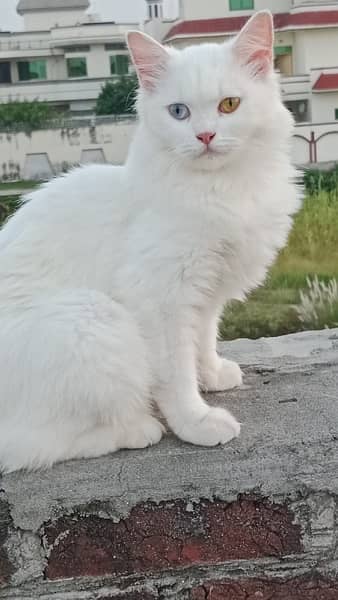 Persian Cat Piar 1