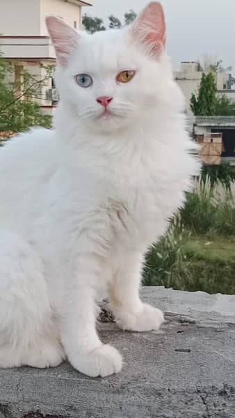 Persian Cat Piar 2