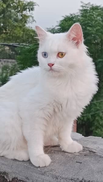 Persian Cat Piar 3