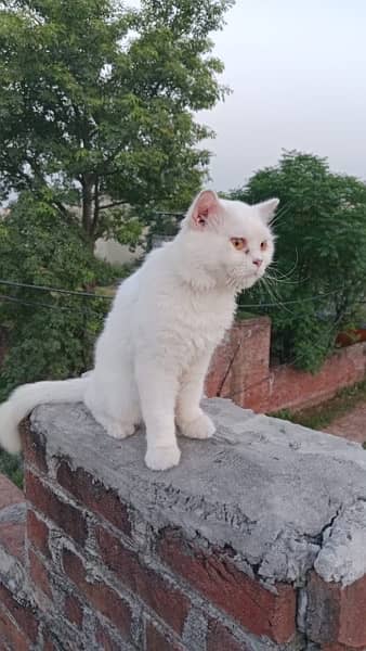 Persian Cat Piar 7