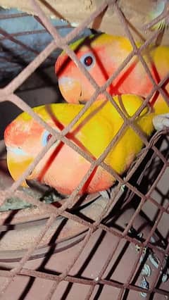 Love Birds common lotino budgie red eyes pair