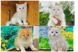 Persian kitten cats