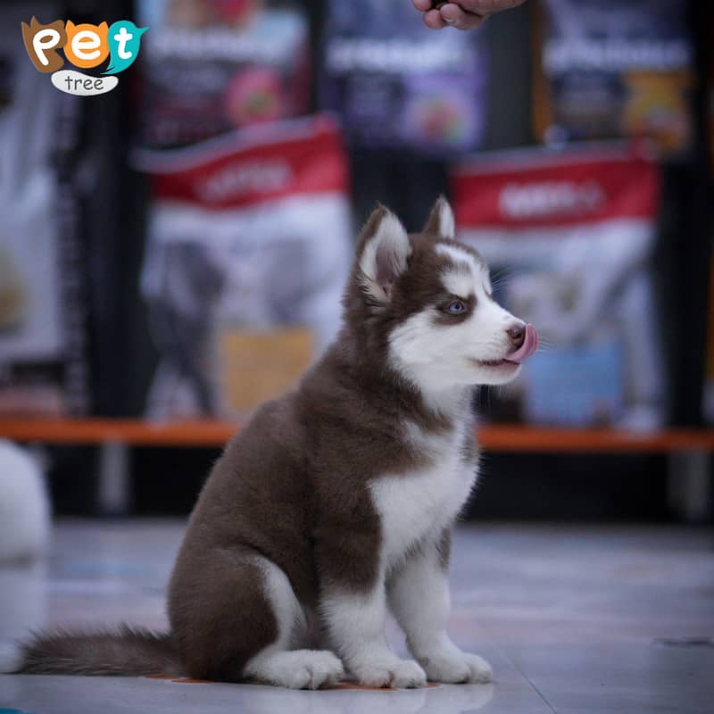 Husky Puppies | Cooper Husky | Blue Eyes Husky 1