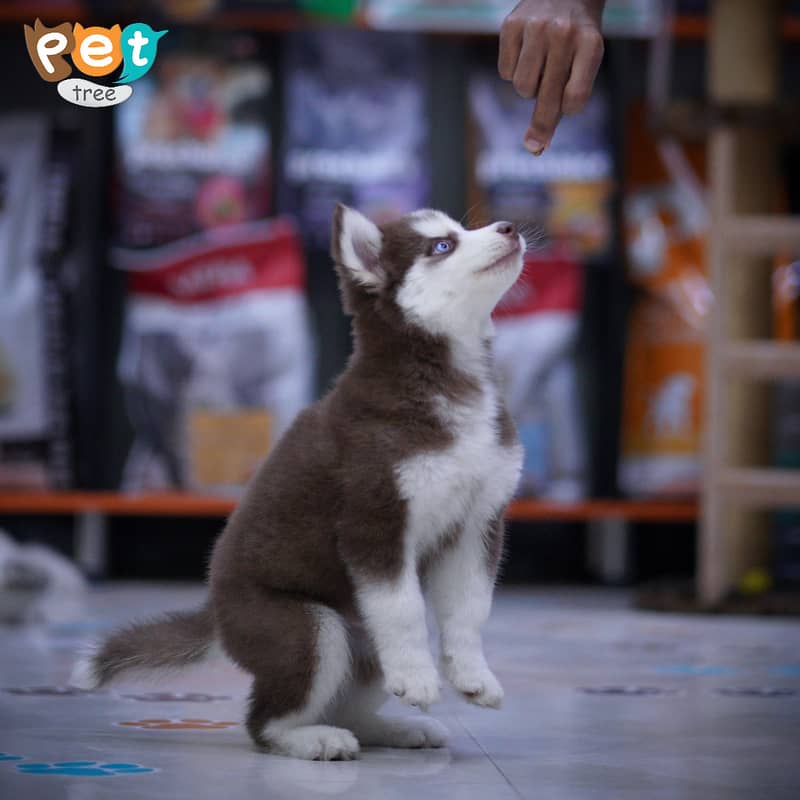 Husky Puppies | Cooper Husky | Blue Eyes Husky 2