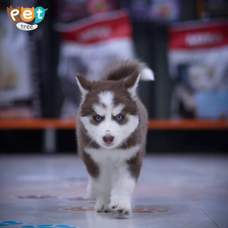 Husky Puppies | Cooper Husky | Blue Eyes Husky 3