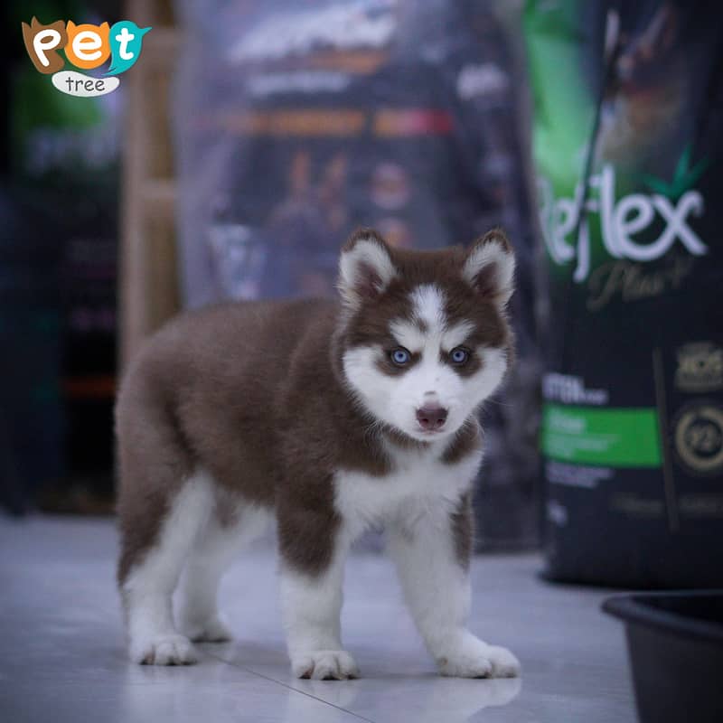 Husky Puppies | Cooper Husky | Blue Eyes Husky 4