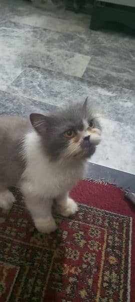 Persian calico cat sale 03338414246 0