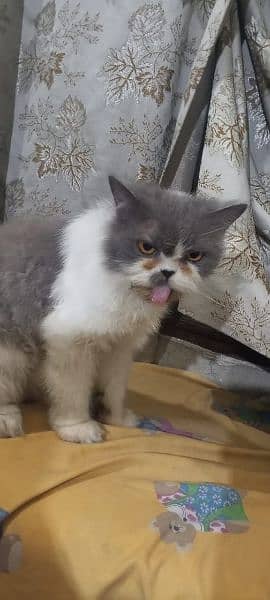 Persian calico cat sale 03338414246 1