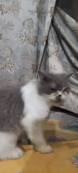 Persian calico cat sale 03338414246 2