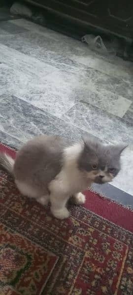 Persian calico cat sale 03338414246 3