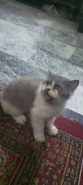 Persian calico cat sale 03338414246 4