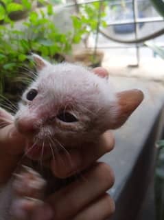 white kitten for adoption