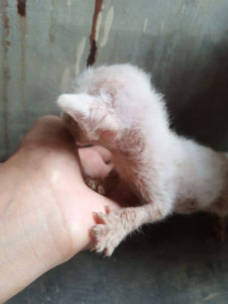 white kitten for adoption 1