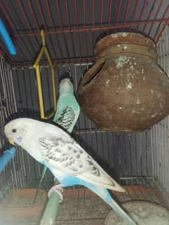 albino male and tcb female breeder pair