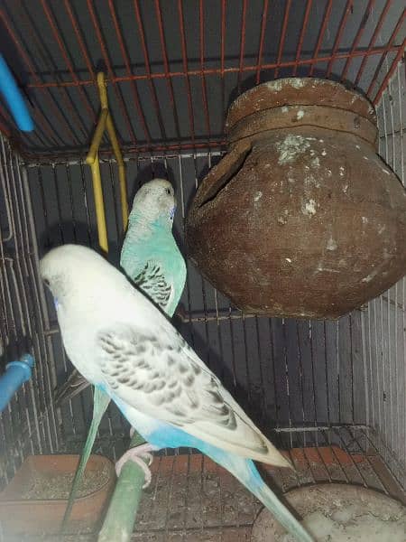 albino male and tcb female breeder pair 1