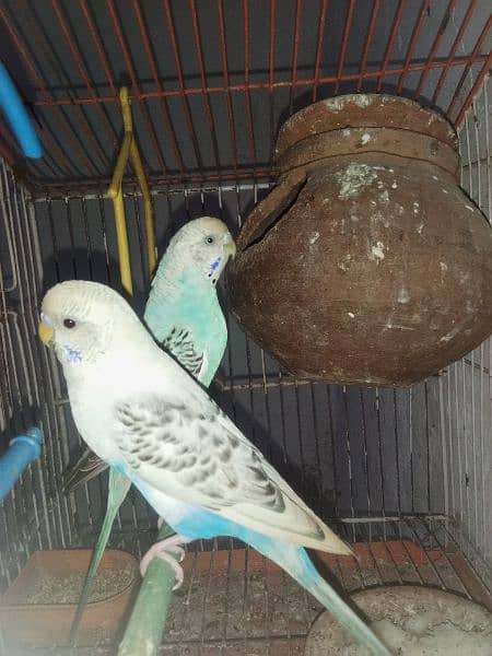 albino male and tcb female breeder pair 2