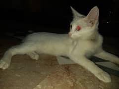 Pakistani breed white cat for sale 5000