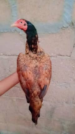 Aseel breeder female