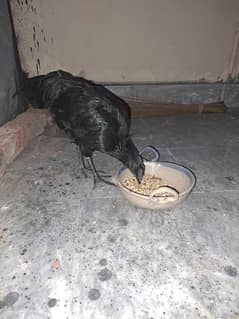 Ayam cemani gray tounge male