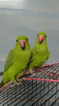 green parrots pair