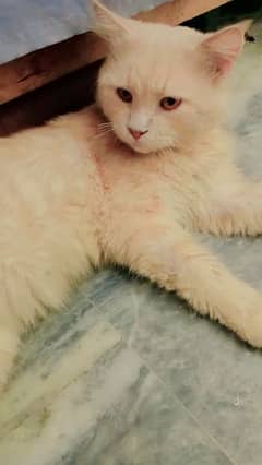 Persion Male Cat 1 year age