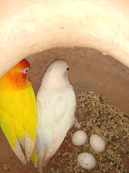 Albino & lotino pasnata  breeder 0