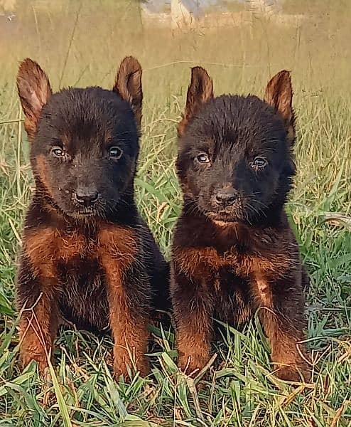 German Shepherd puppies for sale 0