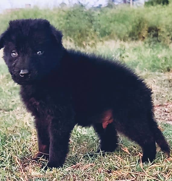 black German Shepherd puppie for sale 0