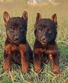 German Shepherd puppies for sale