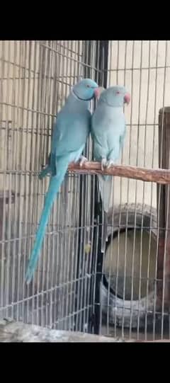 blue Rin*Nek parrot