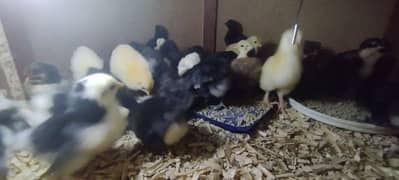 High quality Chicks & Eggs Misri Bantams Golden Buff & Golden Sibright 0