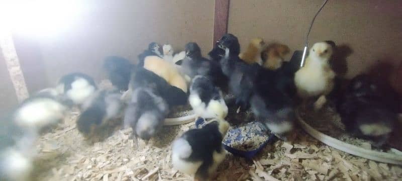 High quality Chicks & Eggs Misri Bantams Golden Buff & Golden Sibright 1