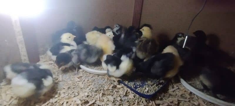 High quality Chicks & Eggs Misri Bantams Golden Buff & Golden Sibright 2