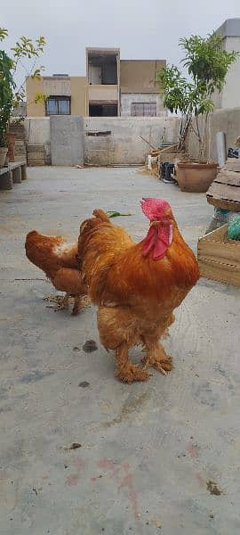 High quality Chicks & Eggs Misri Bantams Golden Buff & Golden Sibright 3