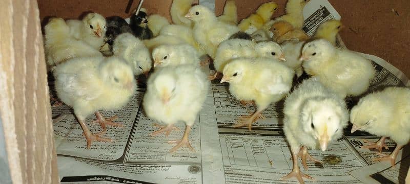 High quality Chicks & Eggs Misri Bantams Golden Buff & Golden Sibright 4