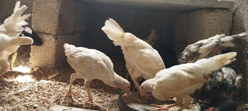 High quality Chicks & Eggs Misri Bantams Golden Buff & Golden Sibright 6