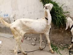 Bakri with 2 bachy