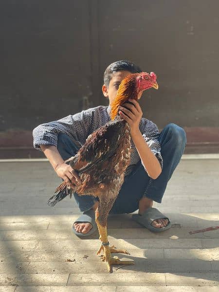 OH shamo lakha breeder pair 2 male 1 female. . . vaccinated 6