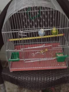 budgie for sale with cage and matki