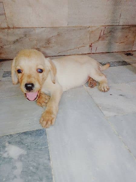 *Labrador female puppy*full active playful* For sale* 1