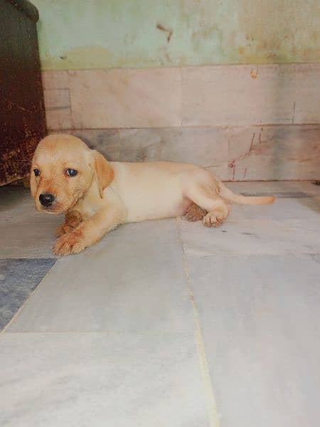 *Labrador female puppy*full active playful* For sale* 2