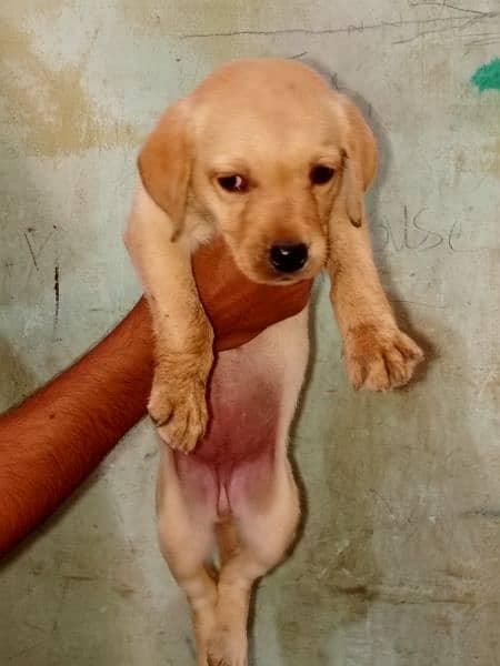 *Labrador female puppy*full active playful* For sale* 3